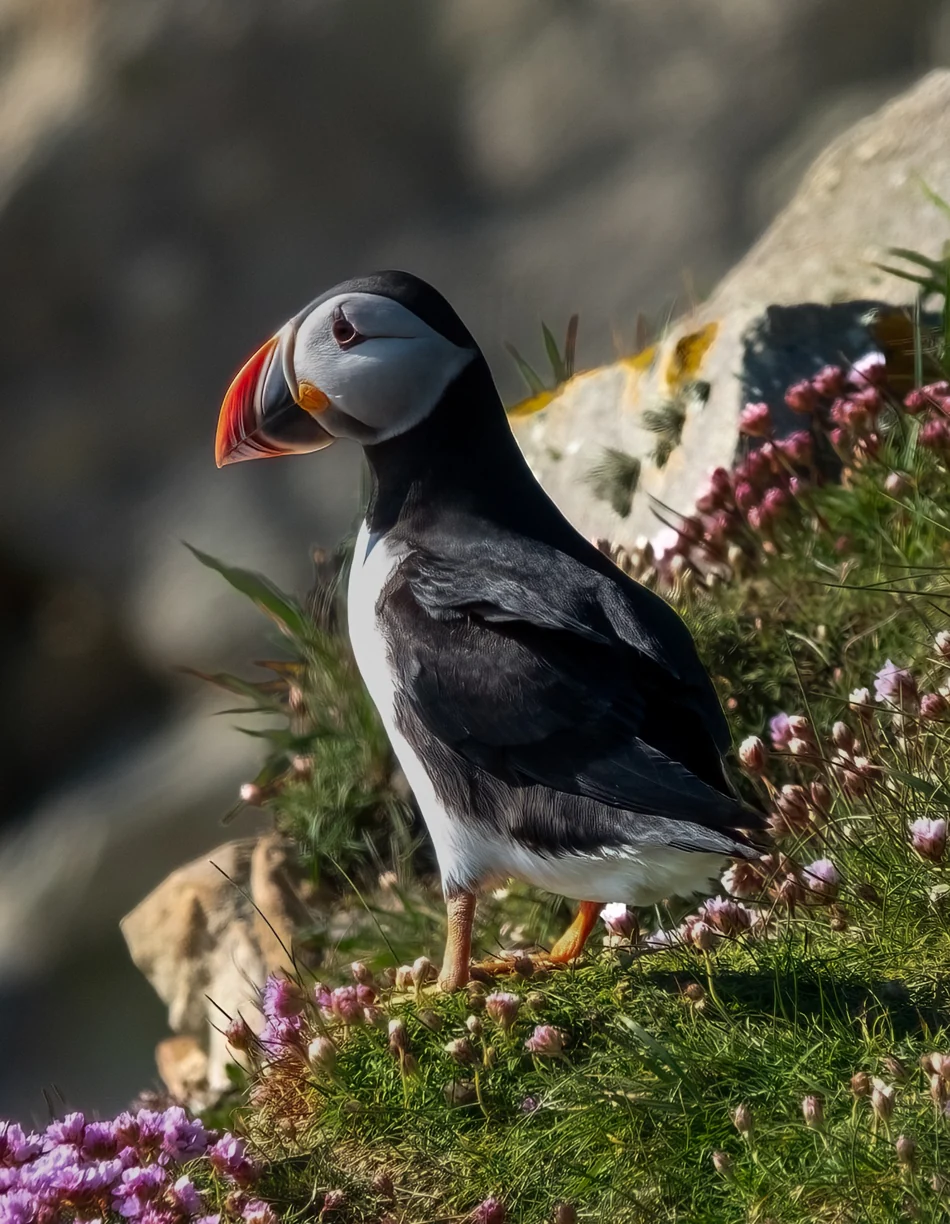 A puffin among coastal wildflowers at Sumburgh, Shetland